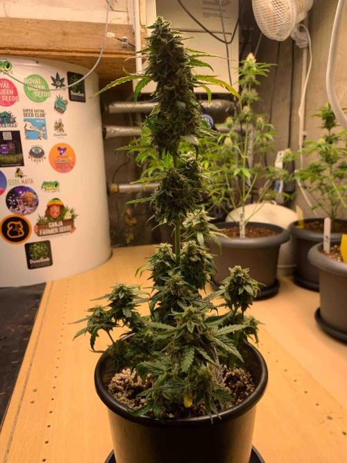 Sponsoring/ Zamnesia Skywalker OG. Week 11 - #1
Day:72