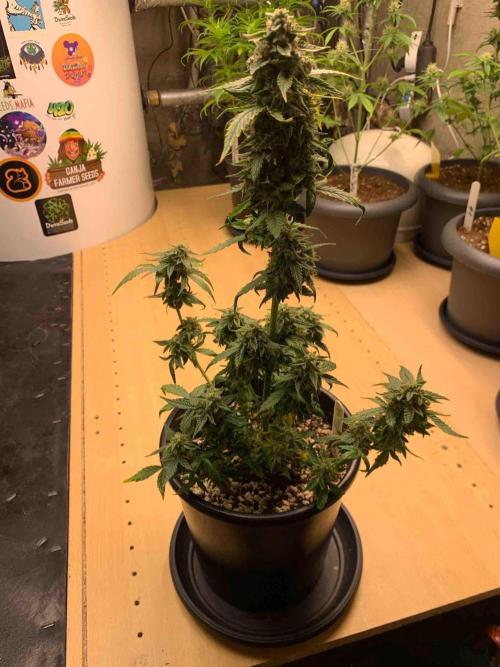 Sponsoring/ Zamnesia Skywalker OG. Week 11 - #1
Day:72