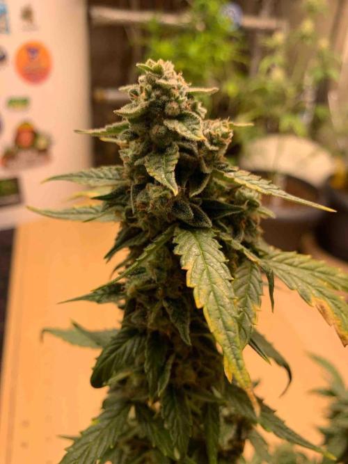 Sponsoring/ Zamnesia Skywalker OG. Week 11 - #1
Day:72