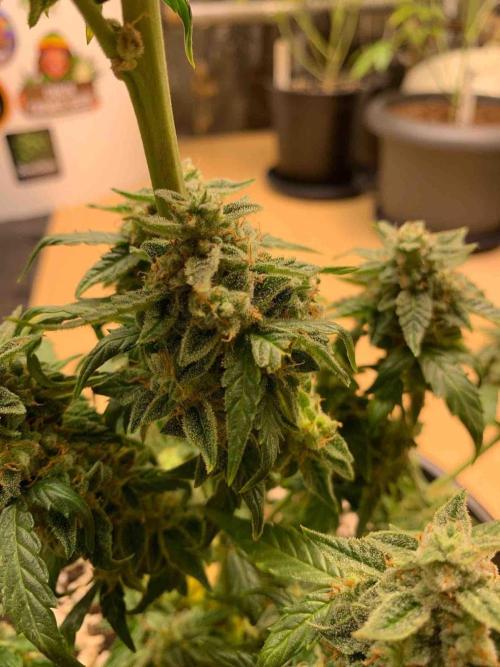 Sponsoring/ Zamnesia Skywalker OG. Week 11 - #1
Day:72