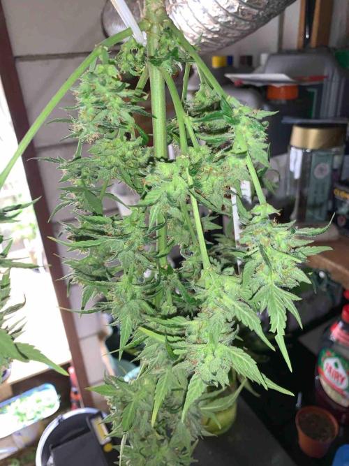 Sponsoring/ Zamnesia Skywalker OG. Week 11 - #2
Day:72