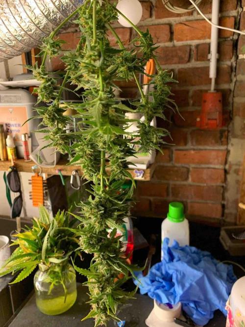 Sponsoring/ Zamnesia Skywalker OG. Week 11 - #2
Day:72