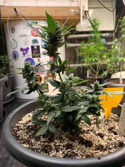 Sponsoring/ Zamnesia Skywalker OG. Week 11 - #3
Day:72