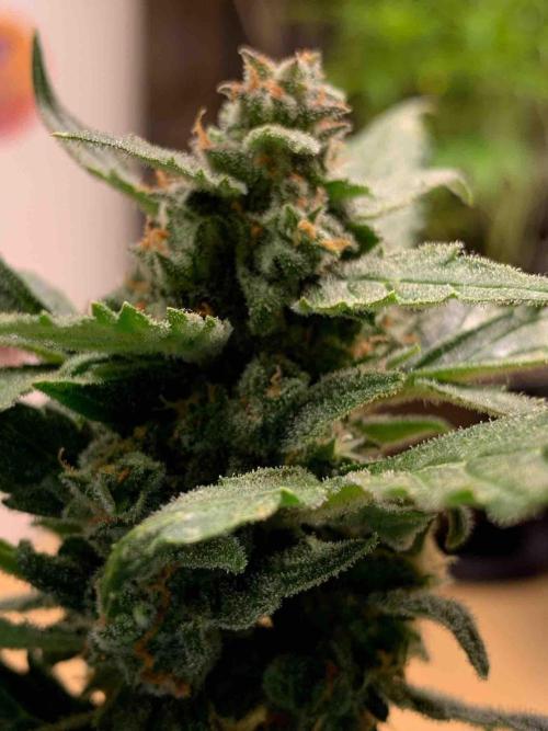 Sponsoring/ Zamnesia Skywalker OG. Week 11 - #3
Day:72