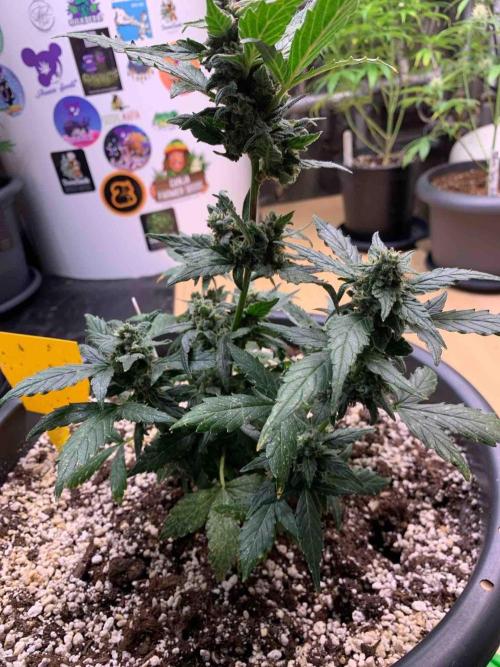 Sponsoring/ Zamnesia Skywalker OG. Week 11 - #3
Day:72