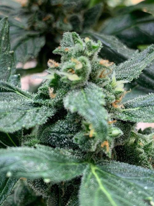 Sponsoring/ Zamnesia Skywalker OG. Week 11 - #3
Day:72