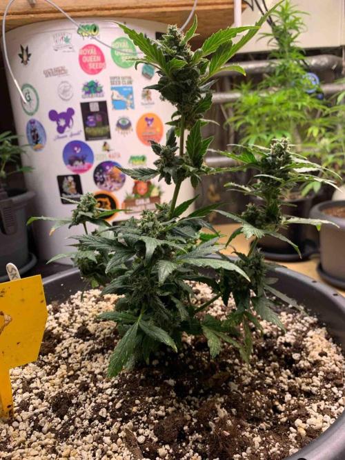 Sponsoring/ Zamnesia Skywalker OG. Week 11 - #3
Day:72