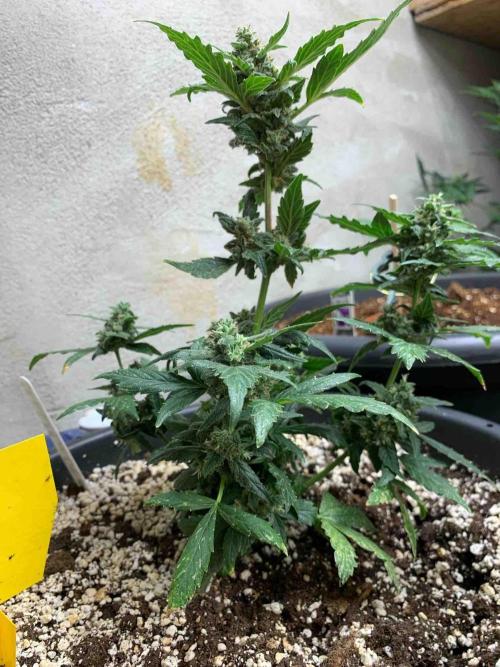 Sponsoring/ Zamnesia Skywalker OG. Week 11 - #3
Day:72