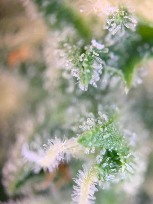 Sponsoring/ Zamnesia Skywalker OG. Week 11 - #3
Day:72