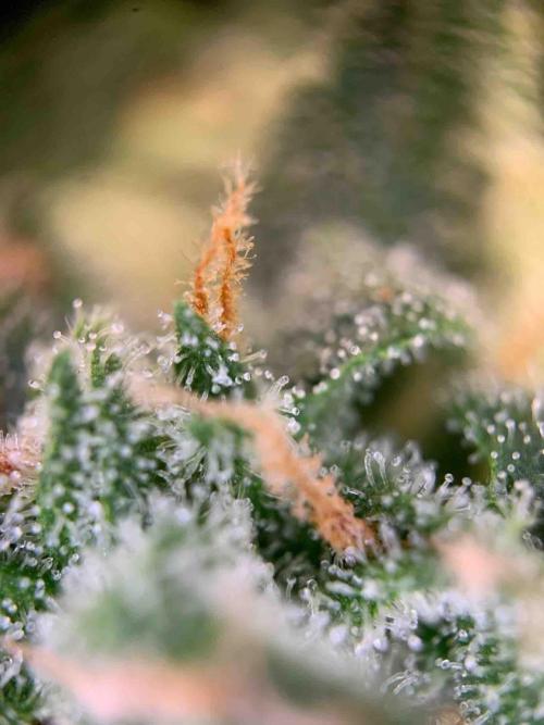 Sponsoring/ Zamnesia Skywalker OG. Week 11 - #3
Day:72