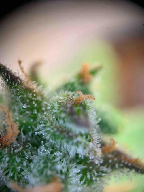 Sponsoring/ Zamnesia Skywalker OG. Week 11 - #3
Day:72