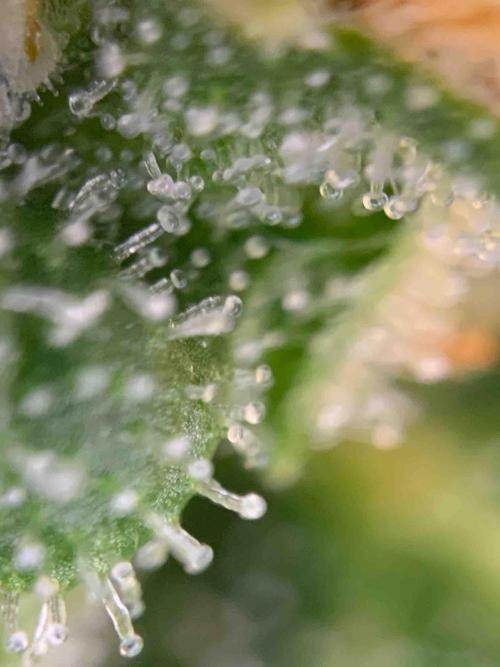 Sponsoring/ Zamnesia Skywalker OG. Week 11 - #3
Day:72