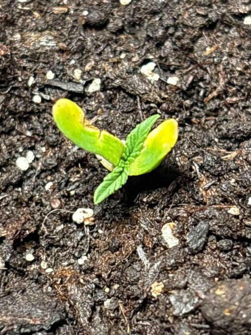 Cosmic Noodles Test Grow. Week 3 - #2
Tag:15