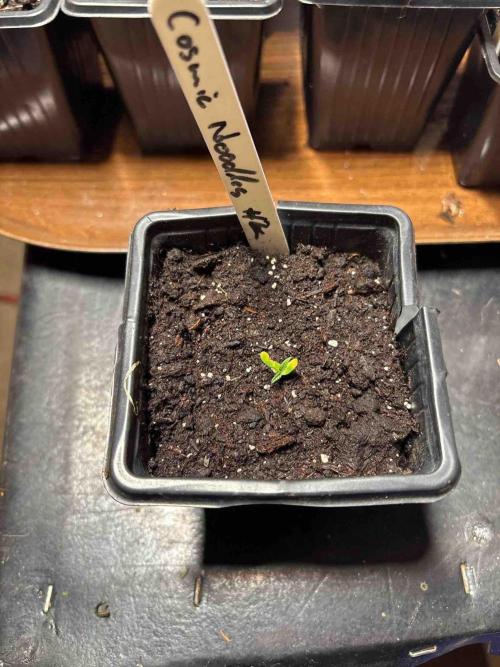 Cosmic Noodles Test Grow. Week 3 - #2
Tag:15