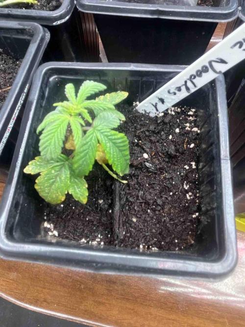 Cosmic Noodles Test Grow. Week 6 - #1
Tag:36