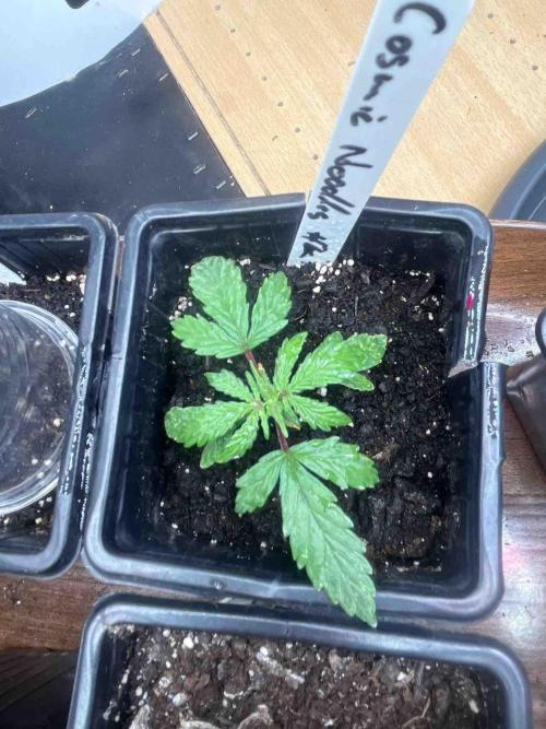 Cosmic Noodles Test Grow. Week 6 - #2
Tag:36