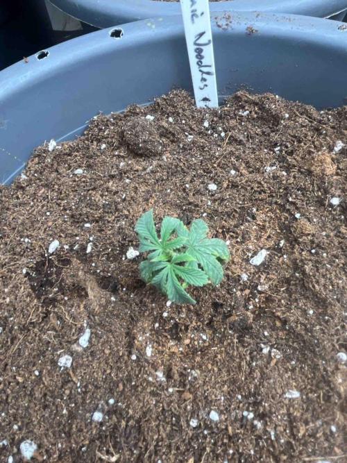 Cosmic Noodles Test Grow. Week 8 - #1
Tag:52