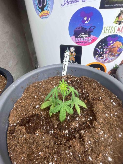 Cosmic Noodles Test Grow. Week 8 - #2
Tag:52