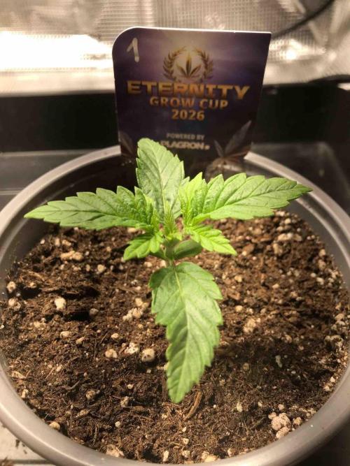 Eternity Grow Cup 2026. Week 2 - #1
Tag:14