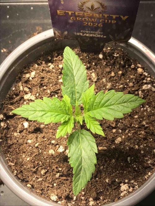 Eternity Grow Cup 2026. Week 2 - #1
Tag:14