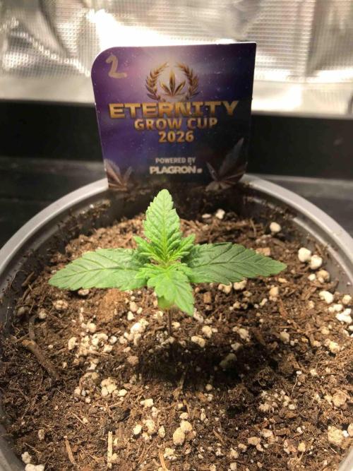 Eternity Grow Cup 2026. Week 2 - #2
Tag:14