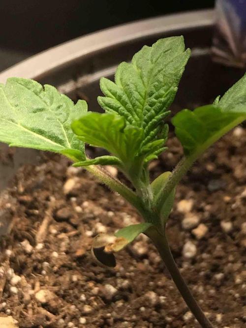 Eternity Grow Cup 2026. Week 2 - #3
Tag:14