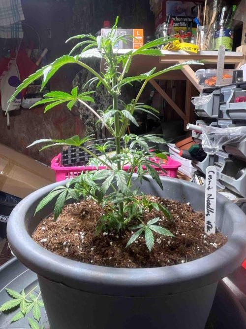 Cosmic Noodles Test Grow. Week 9 - #2
Tag:66