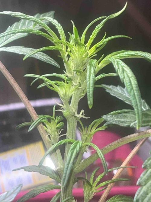 Cosmic Noodles Test Grow. Week 9 - #2
Tag:66