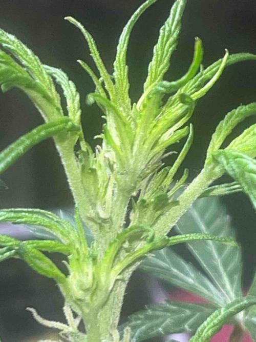 Cosmic Noodles Test Grow. Week 9 - #2
Tag:66