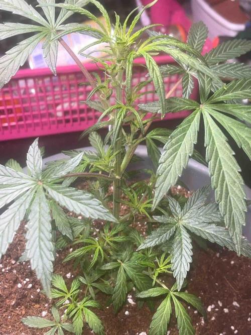 Cosmic Noodles Test Grow. Week 9 - #2
Tag:66