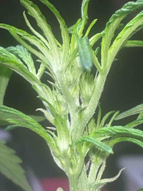 Cosmic Noodles Test Grow. Week 9 - #2
Tag:66