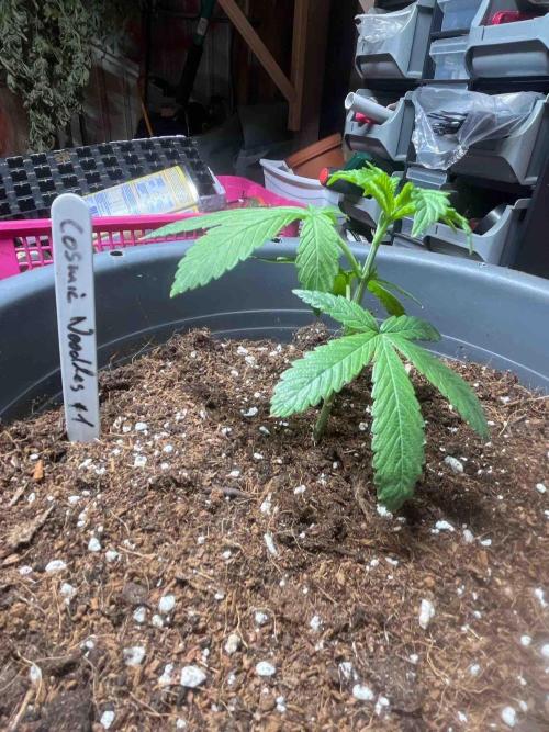 Cosmic Noodles Test Grow. Week 9 - #1
Tag:66