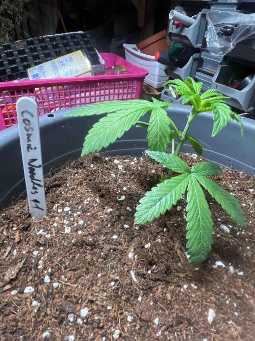 Cosmic Noodles Test Grow. Week 9 - #1
Tag:66