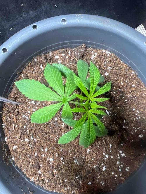 Cosmic Noodles Test Grow. Week 9 - #1
Tag:66