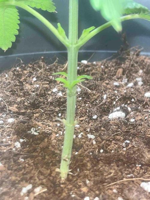 Cosmic Noodles Test Grow. Week 9 - #1
Tag:66