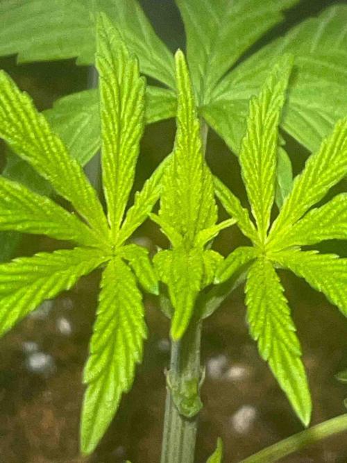 Cosmic Noodles Test Grow. Week 10 - #1
Tag:66