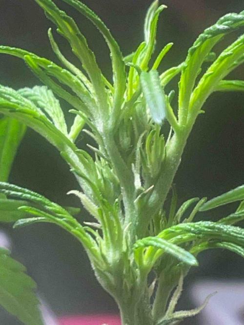 Cosmic Noodles Test Grow. Week 10 - #2
Tag:66