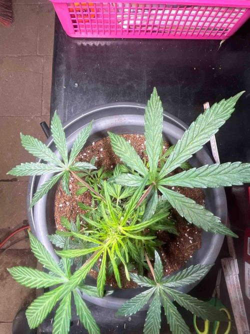 Cosmic Noodles Test Grow. Week 10 - #2
Tag:66