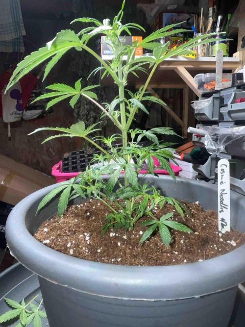 Cosmic Noodles Test Grow. Week 10 - #2
Tag:66