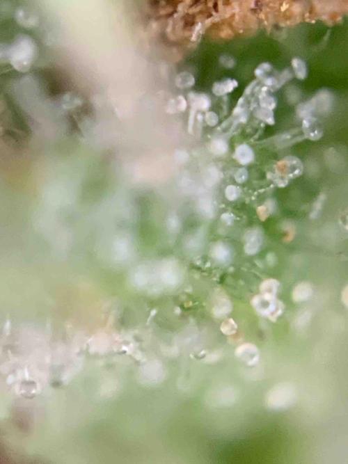 Dutch Passion Growing Competition 2024 Auto Euforia. Week 13 - Tag:91