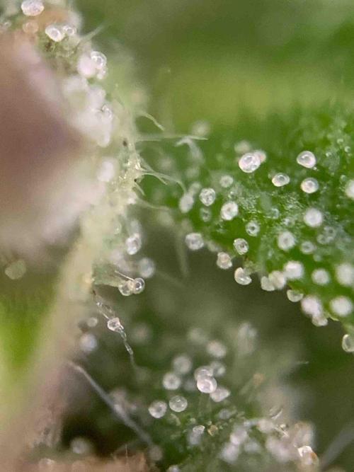 Dutch Passion Growing Competition 2024 Auto Euforia. Week 13 - Tag:91