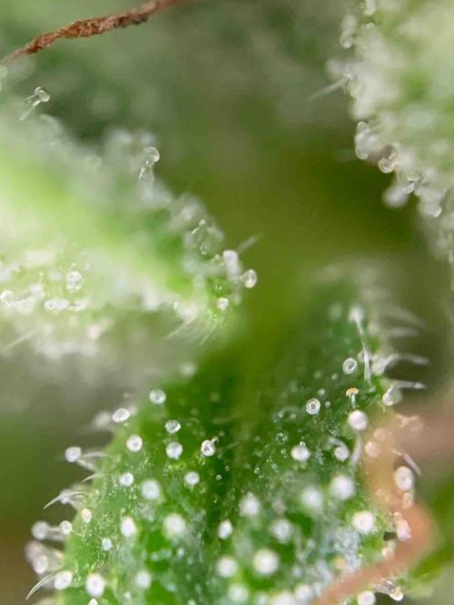 Dutch Passion Growing Competition 2024 Auto Euforia. Week 13 - Tag:91