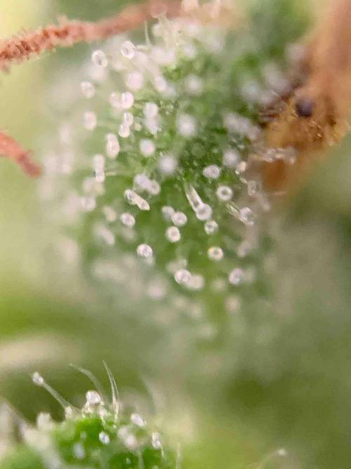 Dutch Passion Growing Competition 2024 Auto Euforia. Week 13 - Tag:91