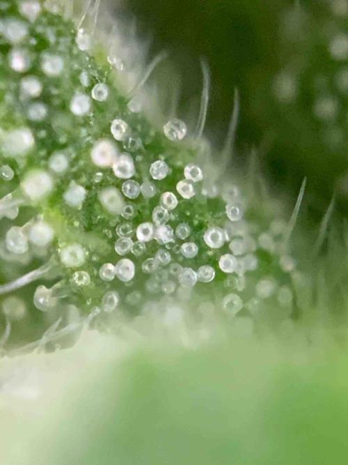 Dutch Passion Growing Competition 2024 Auto Euforia. Week 13 - Tag:91