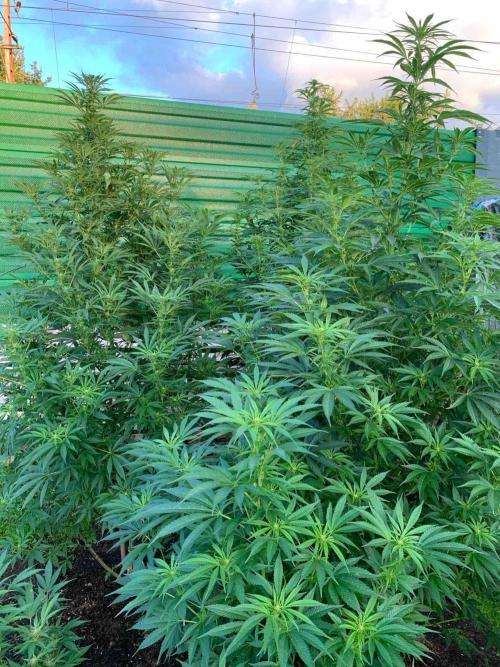 Dutch Passion Growing Competition 2024 Auto Euforia. Week 13