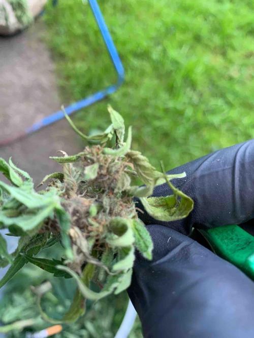 Dutch Passion Growing Competition 2024 Auto Euforia. Week 16