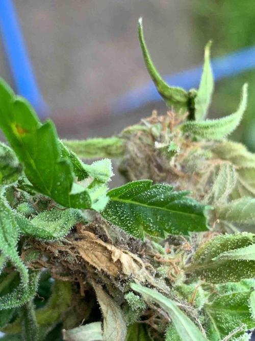 Dutch Passion Growing Competition 2024 Auto Euforia. Week 16