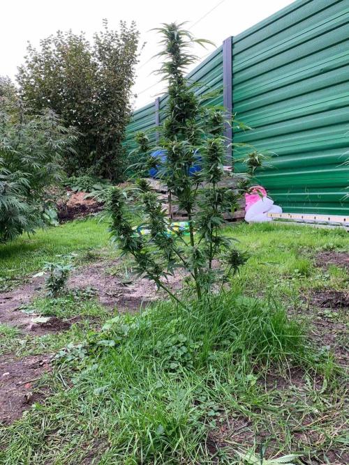 Dutch Passion Growing Competition 2024 Auto Euforia. Week 16