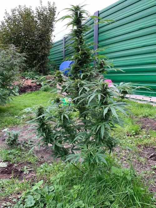 Dutch Passion Growing Competition 2024 Auto Euforia. Week 16