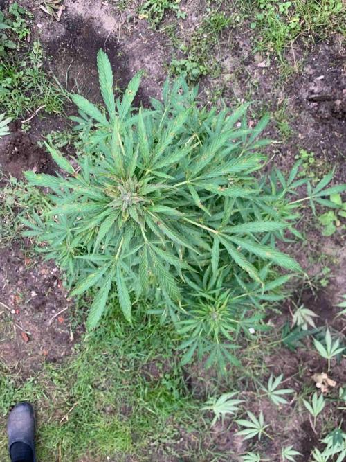 Dutch Passion Growing Competition 2024 Auto Euforia. Week 16